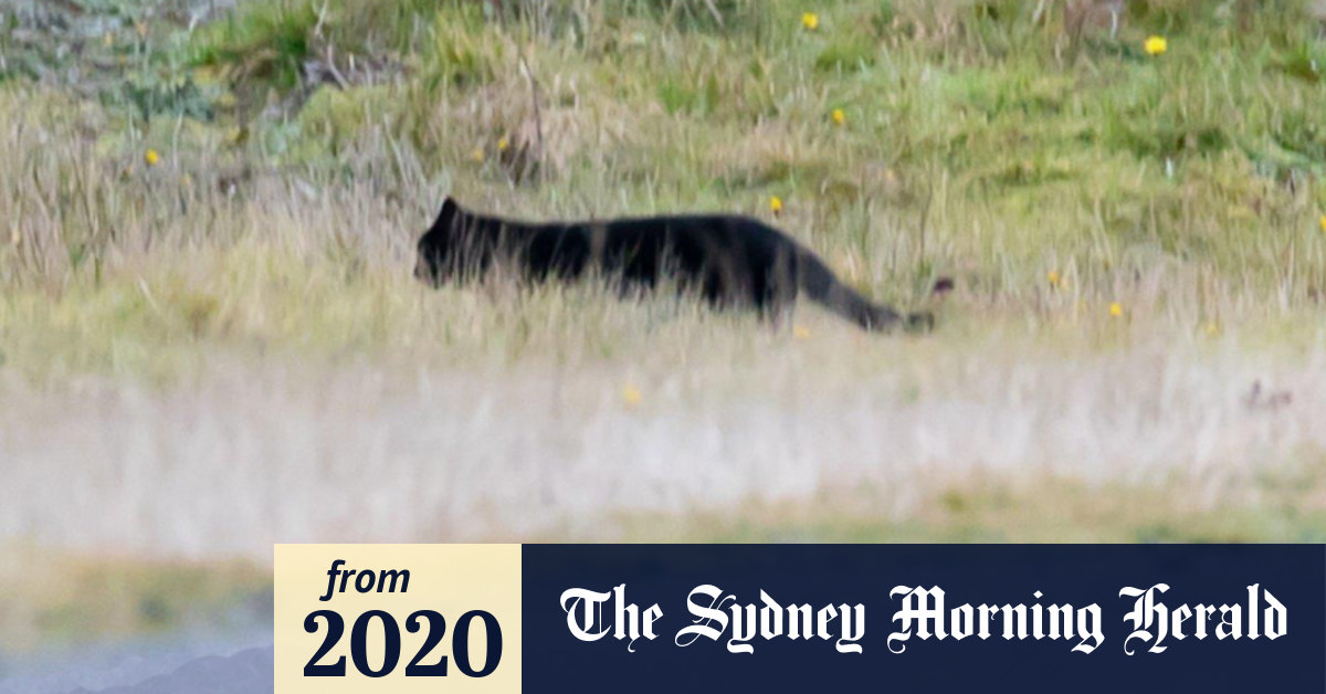 The hunt for big cats in Australia